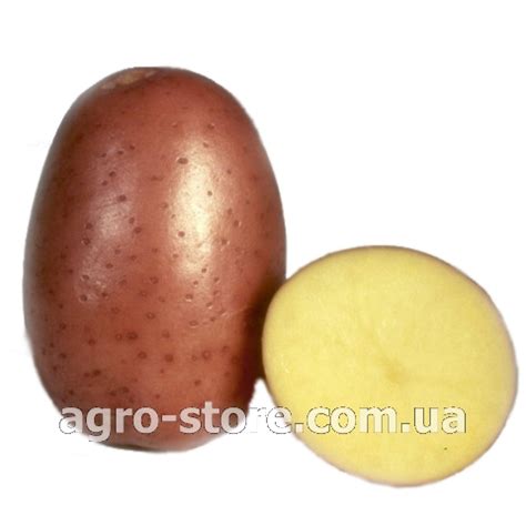 Семенной картофель Белароса купить
