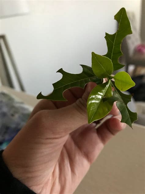 Gardenia Bush is Eaten Alive 😭 this and my Jasmine plant are suffering