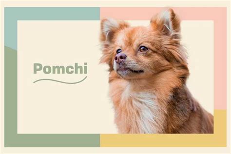 Pomchi | PetGOV