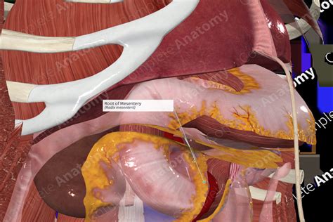 Root of Mesentery | Complete Anatomy