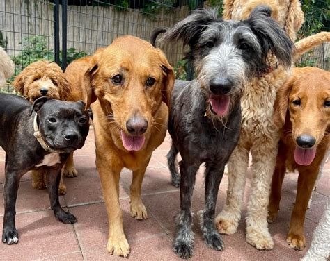 Expert Puppy & Dog Trainers | Balanced Obedience