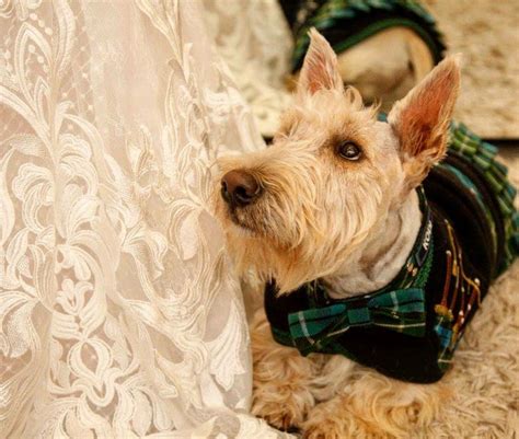 Adorable Scottish Terrier in Plaid Shirt