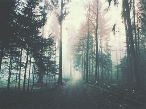 pretty forests hiking scenery