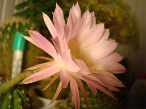 Эхинопсис Cactus, Flowers, Plants, Plant, Royal Icing Flowers, Flower ...