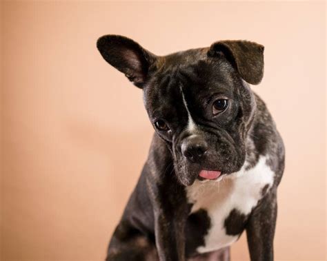 Boston Terrier French Bulldog Mix