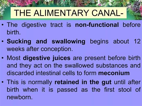 fetal development and fetal circulation | PPTX