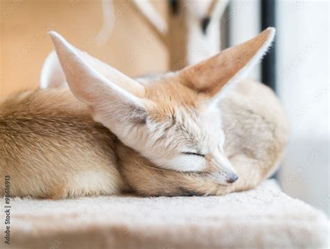 fennec fox Stock Photo | Adobe Stock