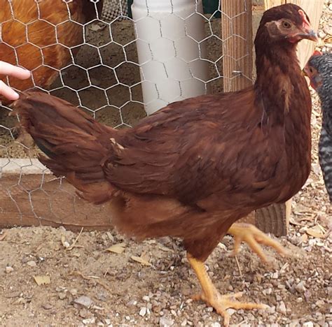 Red Sex Link or Rhode Island Red? | BackYard Chickens - Learn How to