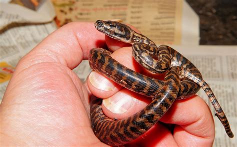 Free Images : hand, finger, vertebrate, breeding, serpent, baby snake