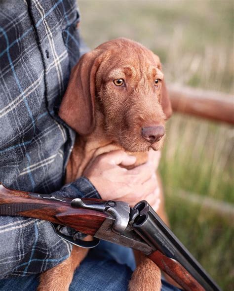 Upland dog (@upland_dogs) • Instagram photos and videos