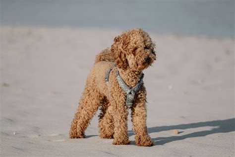 What Do Labradoodles Look Like: Colors & Patterns Guide