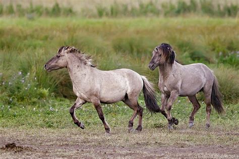 Konik Pony (Equus ferus f. caballus)