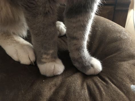 Cat feet are the cutest. : r/cat