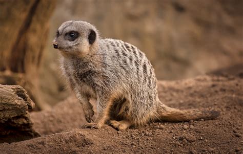 capture epic wildlife    zoo video shutterbug