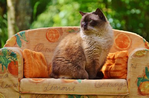 fotos gratis dulce linda pelaje marron sofa fauna ojo azul