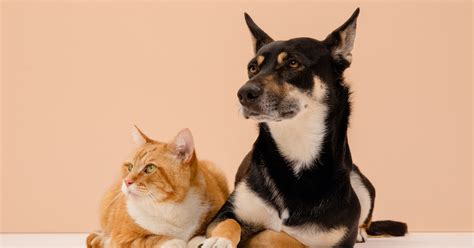 About Wisdom Panel™ pet DNA tests by Wisdom Health