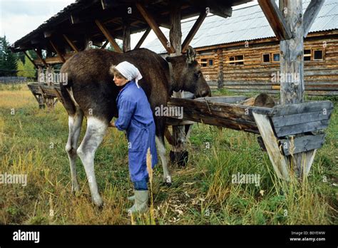 elk, European moose (Alces alces alces), woman milking moose, moosefarm ...