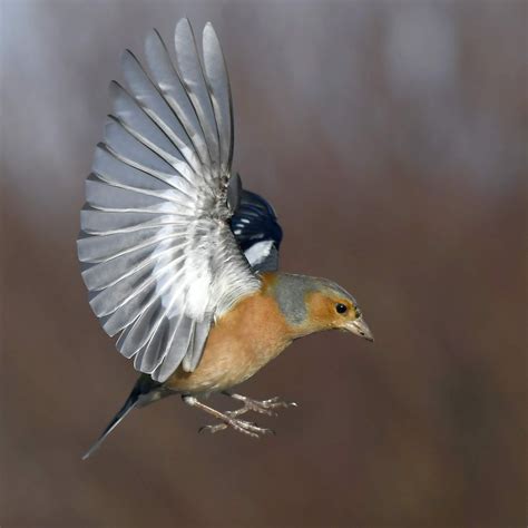 Carl Bovis Nature Photography: 'Accidental' Blue Tit feet photo becomes