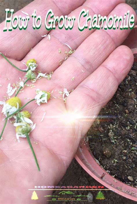 How to Grow Chamomile | Chamomile growing, Planting herbs, Chamomile plant