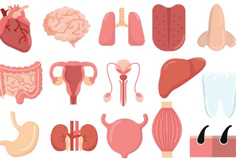 Increasing Number of iPS Cell Therapies Tested in Clinical Trials | The ...
