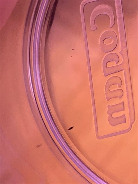 Can anyone help me identify these pests, every thing I try they survive