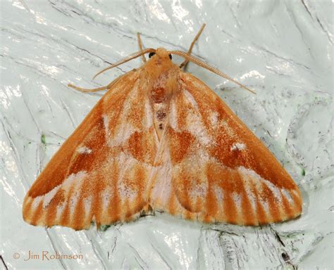 Family Geometridae (Geometer Moths, Looper Moths) | Butterflies and