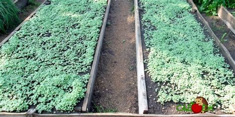 Какие сидераты посеять под огурцы весной? | Садоёж