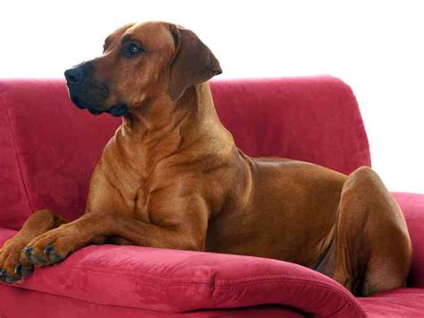 Rhodesian Ridgeback Temperament: Confident, Independent, Loyal