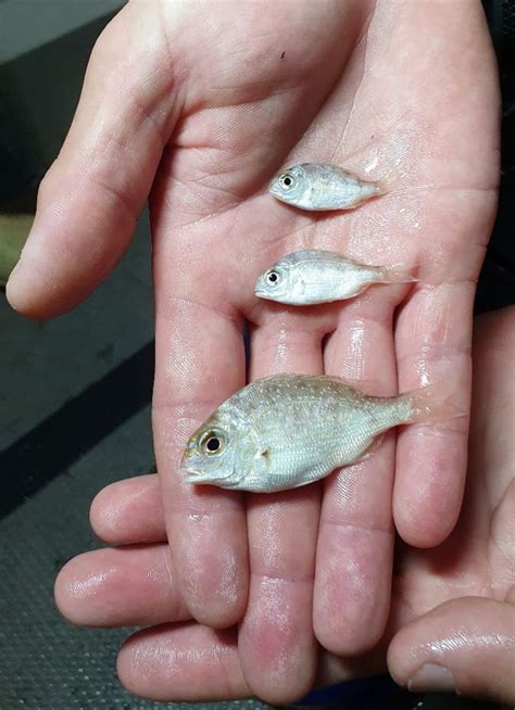 charting     snapper recovery  snapper science program