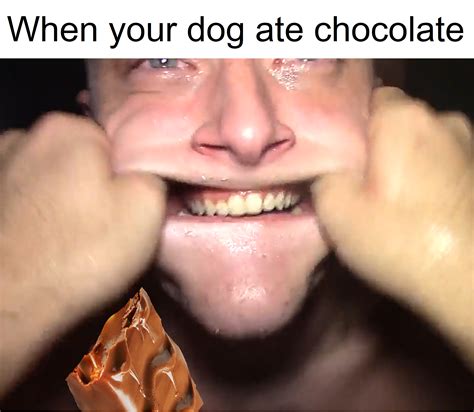 When your dog ate chocolate : r/notgayporn