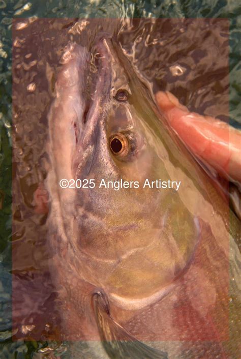 Reference Photo of Sockeye Salmon, 9499 - Anglers Artistry