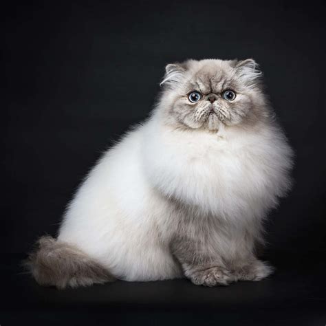 Black Persian Cats
