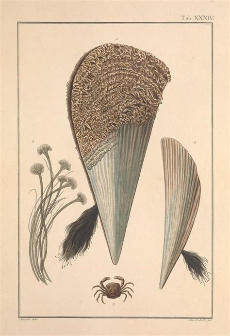 Un peu de BIO : la grande nacre, une espèce en sursis ! - NaturDive