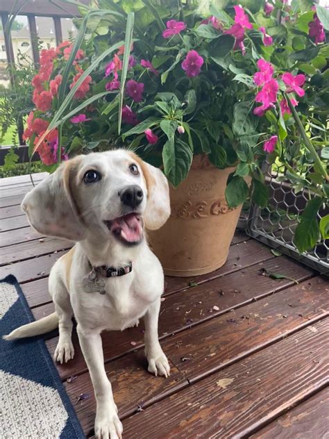 adopt a pet dothan al 13