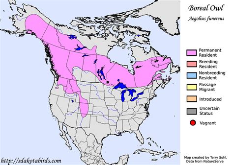 Boreal Owl - Species Range Map