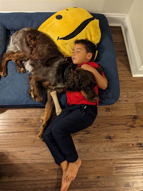 Dealing with Fear Periods – US Picardy Spaniel Alliance