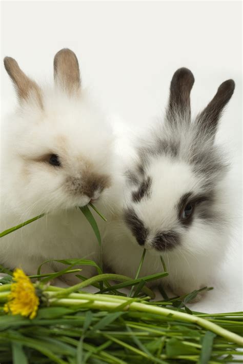 how do you rabbit not eating fast 3