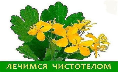 Чистотел очистит от полипов — БУДЬ В ТЕМЕ