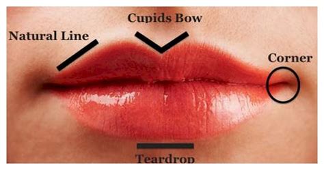 Cupid S Bow Lips Meaning | Lipstutorial.org