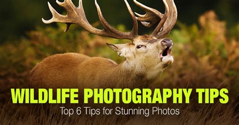 top  wildlife photography tips  stunning  phototraces