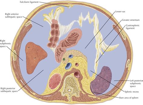 peritoneal cavity radiology key