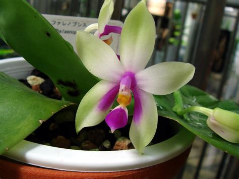 Phalaenopsis bellina Christenson