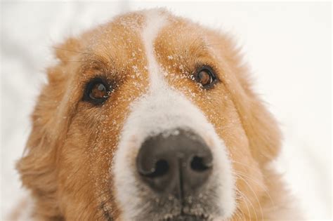 Freezing Temperatures Pose Danger to Dogs, Warns Dogs Trust - The