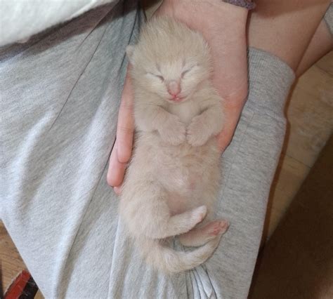 one week old kitten 🥺 : r/Eyebleach