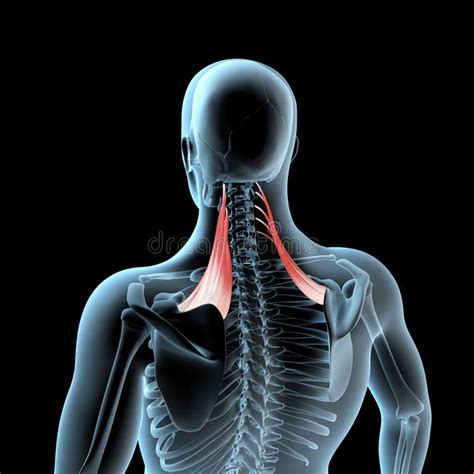 Levator Scapulae Muscle Anatomy for Medical Concept 3D Illustration ...