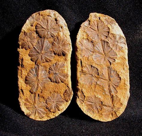 fossilplantscom presented  extinctions  dinosaur fossils