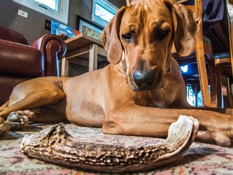 Are Antlers Safe for Dogs? - Marking Our Territory