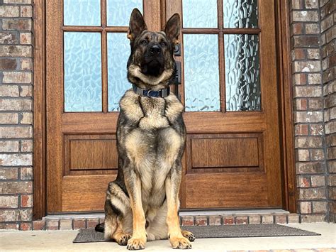 What Is A King German Shepherd Dog