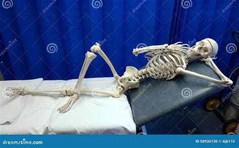 scheletro fotografia stock immagine  cintura mandibola