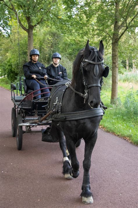Paardenhouderij | Vonk